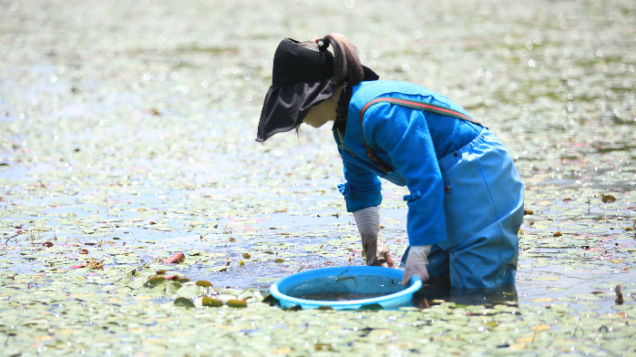 三江奔流·山海同心⑪｜一株小莼菜长成四亿元大产业 山海同心，续写鲁渝协作新篇章